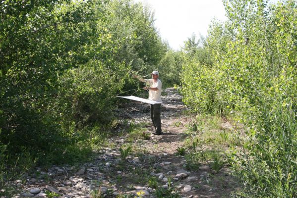 Vyškovo, 22.6.2011
Štěrkové náplavy Tisy - pobřežní porosty.



Schlüsselwörter: Vyškovo řeka Tisa Adrastus kryshtali pallens rachifer Synaptus filiformis