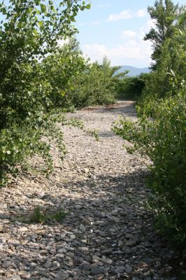 Vyškovo, 22.6.2011
Štěrkové náplavy Tisy - pobřežní porosty.


Schlüsselwörter: Vyškovo řeka Tisa Adrastus kryshtali pallens rachifer Synaptus filiformis