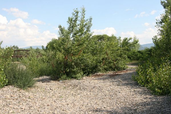 Vyškovo, 22.6.2011
Štěrkové náplavy Tisy - pobřežní porosty.



Klíčová slova: Vyškovo řeka Tisa Adrastus kryshtali pallens rachifer Synaptus filiformis