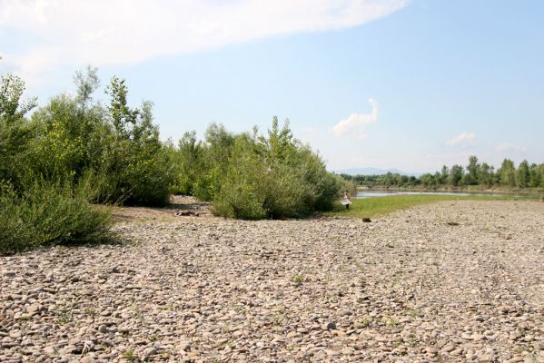 Vyškovo, 22.6.2011
Štěrkové náplavy Tisy - pobřežní porosty.



Klíčová slova: Vyškovo řeka Tisa Adrastus kryshtali pallens rachifer Synaptus filiformis