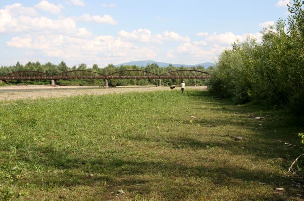 Vyškovo, 22.6.2011
Bahnité náplavy Tisy - biotop kovaříka Oedostethus tenuicornis.

Schlüsselwörter: Vyškovo řeka Tisa Oedostethus tenuicornis