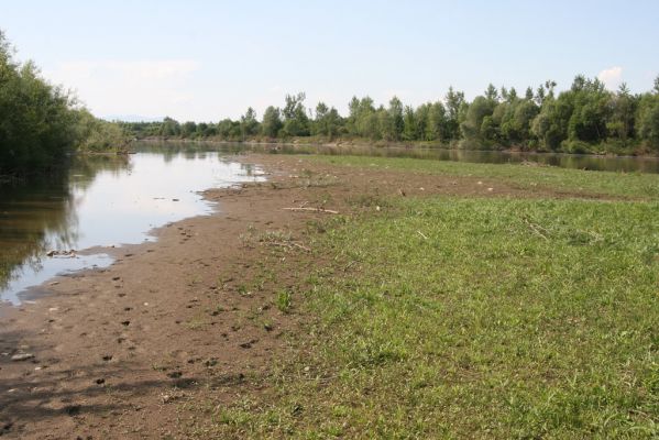 Vyškovo, 22.6.2011
Bahnité náplavy Tisy - biotop kovaříka Oedostethus tenuicornis.



Schlüsselwörter: Vyškovo řeka Tisa Oedostethus tenuicornis