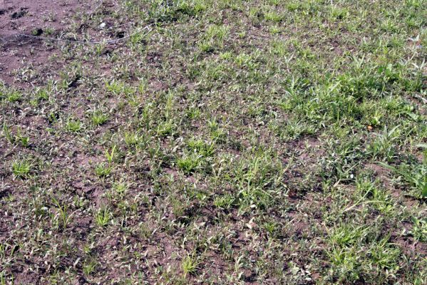 Vyškovo, 22.6.2011
Bahnité náplavy Tisy - biotop kovaříka Oedostethus tenuicornis.


Klíčová slova: Vyškovo řeka Tisa Oedostethus tenuicornis