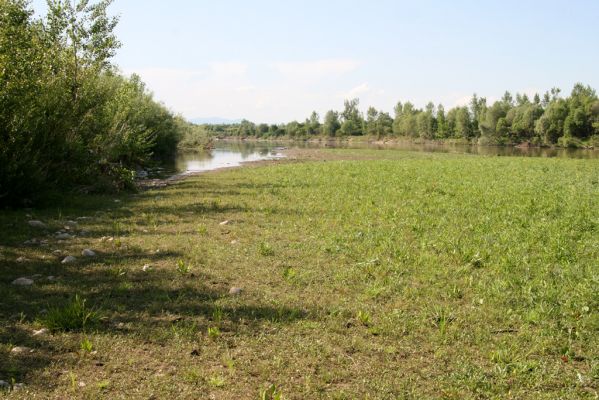 Vyškovo, 22.6.2011
Bahnité náplavy Tisy - biotop kovaříka Oedostethus tenuicornis.


Klíčová slova: Vyškovo řeka Tisa Oedostethus tenuicornis