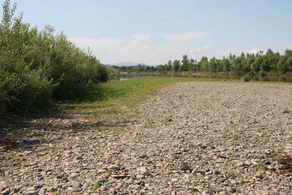 Vyškovo, 22.6.2011
Štěrkové a bahnité náplavy Tisy.



Schlüsselwörter: Vyškovo řeka Tisa Oedosterhus tenuicornis