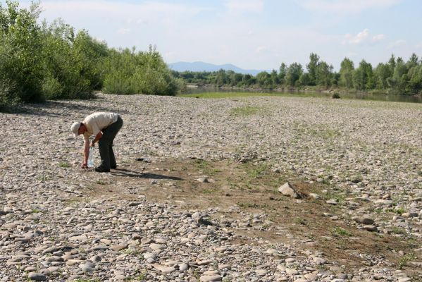 Vyškovo, 22.6.2011
Štěrkové a písčité náplavy Tisy.



Klíčová slova: Vyškovo řeka Tisa Negastrius sabulicola Drasterius bimaculatus Petr Brůha