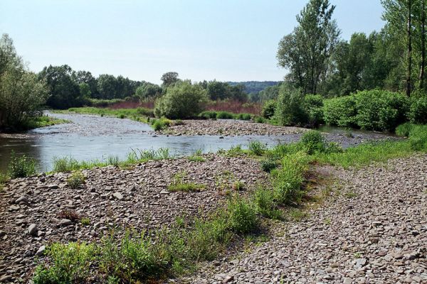 Vyšní Lhoty, 23.5.2003
Štěrkové náplavy v korytě řeky Morávky. 
Keywords: Vyšní Lhoty, Morávka Malý Travný Fleutiauxellus maritimus