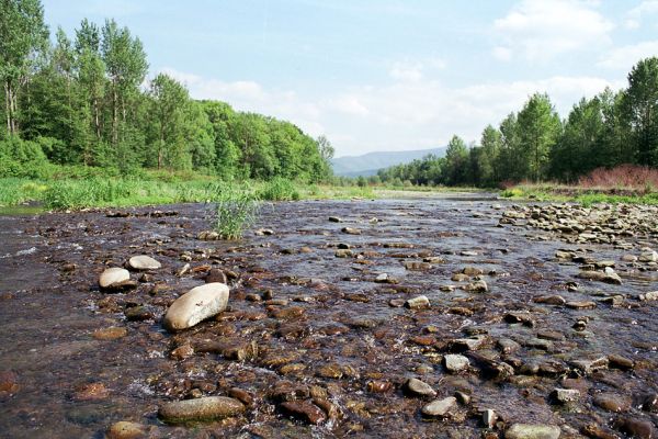 Vyšní Lhoty, 23.5.2003
Štěrkové náplavy v korytě řeky Morávky. Na obzoru vrch Malý Travný.
Keywords: Vyšní Lhoty, Morávka Malý Travný Fleutiauxellus maritimus