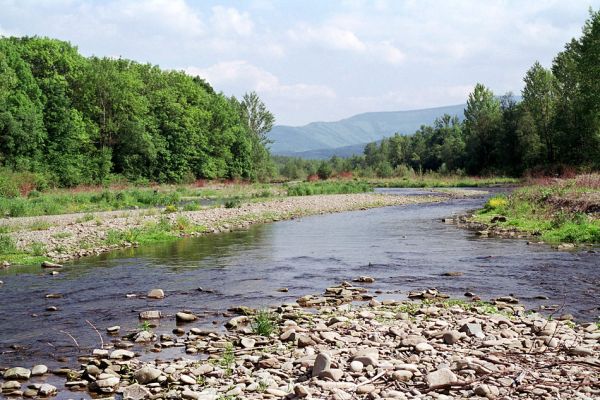 Vyšní Lhoty, 23.5.2003
Štěrkové náplavy v korytě řeky Morávky. Na obzoru vrch Malý Travný.
Keywords: Vyšní Lhoty, Morávka Malý Travný Fleutiauxellus maritimus