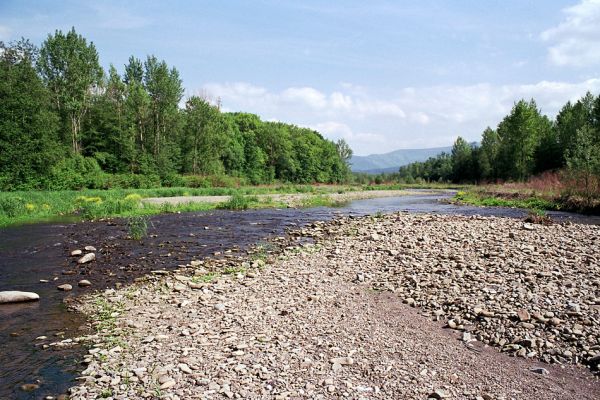 Vyšní Lhoty, 23.5.2003
Štěrkové náplavy v korytě řeky Morávky. Na obzoru vrch Malý Travný.
Keywords: Vyšní Lhoty, Morávka Malý Travný Fleutiauxellus maritimus