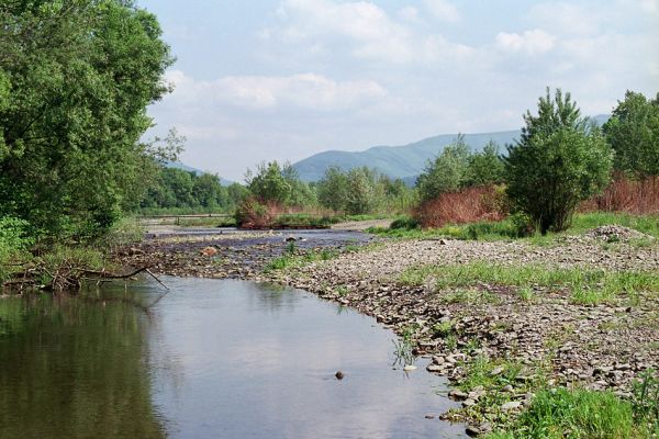 Vyšní Lhoty, 23.5.2003
Štěrkové náplavy v korytě řeky Morávky. Na obzoru vrch Malý Travný.
Keywords: Vyšní Lhoty, Morávka Malý Travný Fleutiauxellus maritimus