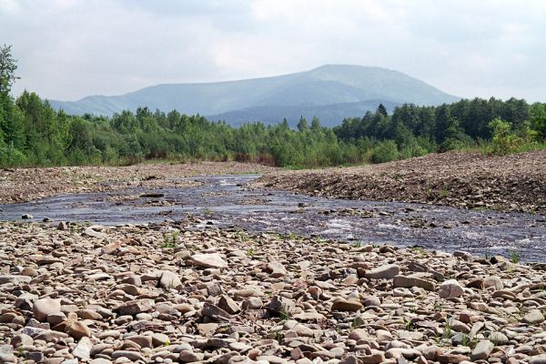 Vyšní Lhoty, 23.5.2003
Štěrkové náplavy v korytě řeky Morávky. Na obzoru vrch Travný.
Klíčová slova: Vyšní Lhoty, Morávka Travný Fleutiauxellus maritimus