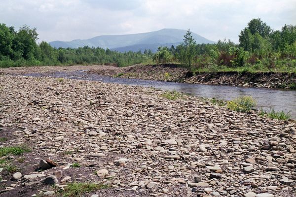 Vyšní Lhoty, 23.5.2003
Štěrkové náplavy v korytě řeky Morávky. Na obzoru vrch Travný.
Keywords: Vyšní Lhoty, Morávka Travný Fleutiauxellus maritimus