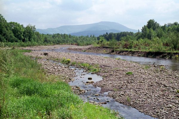 Vyšní Lhoty, 23.5.2003
Štěrkové náplavy v korytě řeky Morávky. Na obzoru vrch Travný.
Klíčová slova: Vyšní Lhoty, Morávka Travný Fleutiauxellus maritimus