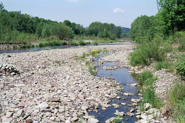 Vyšní Lhoty, 23.5.2003
Štěrkové náplavy v korytě řeky Morávky. 
Mots-clés: Vyšní Lhoty, Morávka Fleutiauxellus maritimus