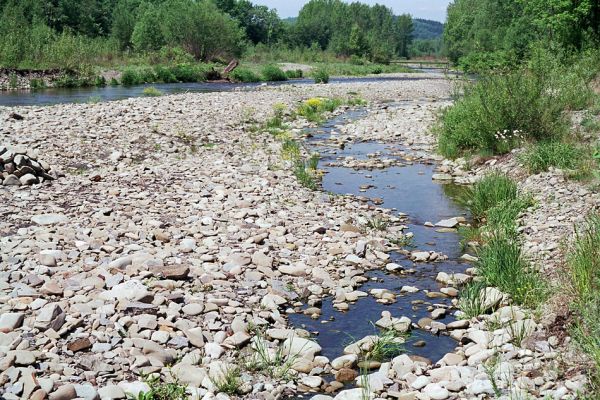 Vyšní Lhoty, 23.5.2003
Štěrkové náplavy v korytě řeky Morávky.
Schlüsselwörter: Vyšní Lhoty, Morávka Fleutiauxellus maritimus