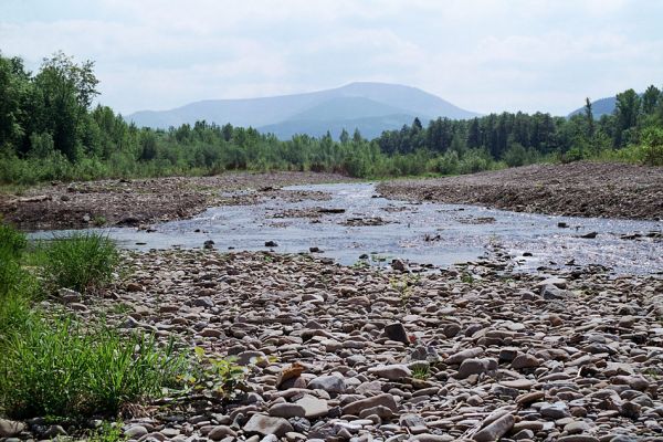 Vyšní Lhoty, 23.5.2003
Štěrkové náplavy v korytě řeky Morávky. Na obzoru vrch Travný.
Mots-clés: Vyšní Lhoty, Morávka Travný Fleutiauxellus maritimus