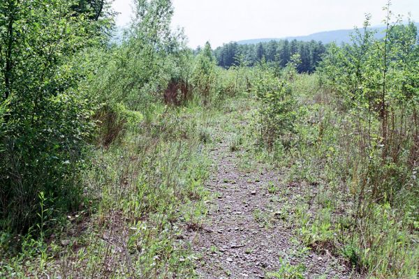 Vyšní Lhoty, 23.5.2003
Štěrkové náplavy u břehů řeky Morávky. Biotop kovaříka Zorochros dermestoides a Z. meridionalis
Keywords: Vyšní Lhoty, Morávka Zorochros dermestoides meridionalis