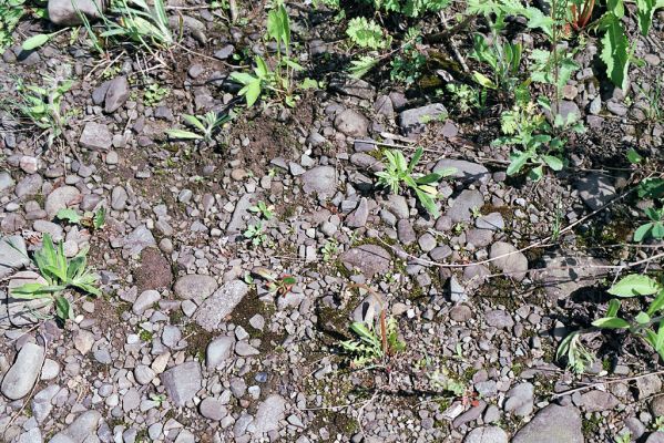 Vyšní Lhoty, 23.5.2003
Štěrkové náplavy u břehů řeky Morávky. Biotop kovaříka Zorochros dermestoides a Z. meridionalis
Klíčová slova: Vyšní Lhoty, Morávka Zorochros dermestoides meridionalis