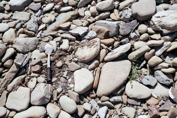 Vyšní Lhoty, 23.5.2003
Štěrkové náplavy v korytě řeky Morávky. Biotop kovaříka Flautiauxellus maritimus.
Klíčová slova: Vyšní Lhoty, Morávka Fleutiauxellus maritimus