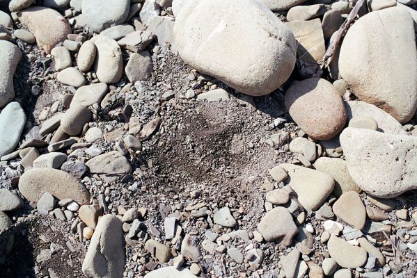 Vyšní Lhoty, 23.5.2003
Štěrkové náplavy v korytě řeky Morávky. Biotop kovaříka Flautiauxellus maritimus.
Klíčová slova: Vyšní Lhoty, Morávka Fleutiauxellus maritimus