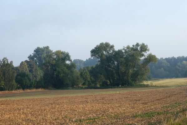 Vysoká nad Labem-Petrofova jezera, 26.8.2007
Ráno na břehu Labe. 
Klíčová slova: Vysoká nad Labem břeh Labe Petrofova jezera Throscidae