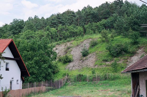 Vysoká nad Labem - vrch Lhota, 18.7.2004
Pohled ze vsi na Lhotu. Ze stepi zbývá již jen malé torzo. ani o obnově zpustlé třešňovky se neuvažuje.  
Schlüsselwörter: Vysoká nad Labem Lhota step Agriotes gallicus..