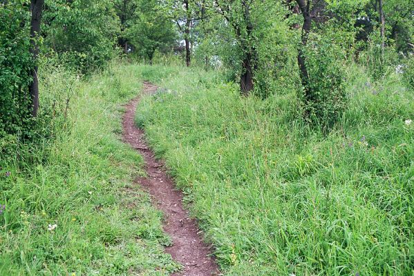 Vysoká nad Labem - vrch Lhota, 18.7.2004
Cestička na bývalou vyhlídku.
Schlüsselwörter: Vysoká nad Labem Lhota Athous bicolor