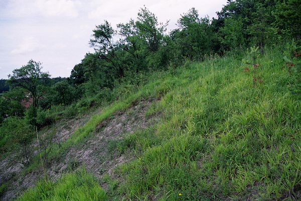 Vysoká nad Labem - vrch Lhota, 18.7.2004
Stepní vegetace na úpatí Lhoty. Biotop kovaříka Agriotes gallicus.
Schlüsselwörter: Vysoká nad Labem Lhota step Agriotes gallicus..