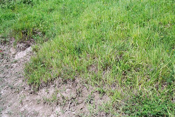 Vysoká nad Labem - vrch Lhota, 18.7.2004
Zbytek stepních porostů, biotop kovaříka Agriotes gallicus.
Klíčová slova: Vysoká nad Labem Lhota step Agriotes gallicus..