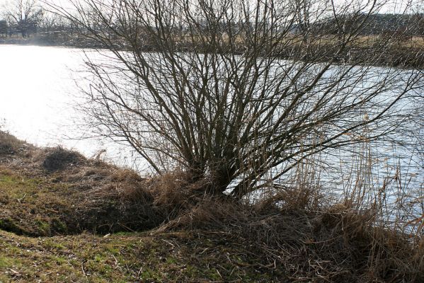 Vysoká nad Labem-Petrofova jezera-23.2.2008
Labe u Petrofových jezer. Biotop druhů čeledi Throscidae
Klíčová slova: Vysoká nad Labem břeh Labe Petrofova jezera Throscidae