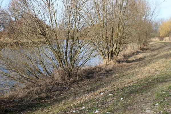 Vysoká nad Labem-Petrofova jezera-23.2.2008
Vrby na levém břehu Labe.
Schlüsselwörter: Vysoká nad Labem břeh Labe Petrofova jezera Throscidae