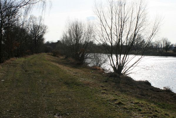 Vysoká nad Labem-Petrofova jezera-23.2.2008
Vrbové porosty na levém břehu Labe. Biotop druhů čeledi Throscidae.
Klíčová slova: Vysoká nad Labem břeh Labe Petrofova jezera Throscidae