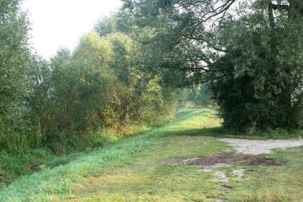 Vysoká nad Labem-Petrofova jezera, 26.8.2007
Ráno na břehu Labe. Vrbové houštiny jsou ideální biotop mnoha druhů čeledi Throscidae. Studijní plocha.
Mots-clés: Vysoká nad Labem břeh Labe Petrofova jezera Throscidae