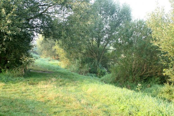 Vysoká nad Labem-Petrofova jezera, 26.8.2007
Ráno na břehu Labe. Vrbové houštiny jsou ideální biotop mnoha druhů čeledi Throscidae. Studijní plocha.
Keywords: Vysoká nad Labem břeh Labe Petrofova jezera Throscidae