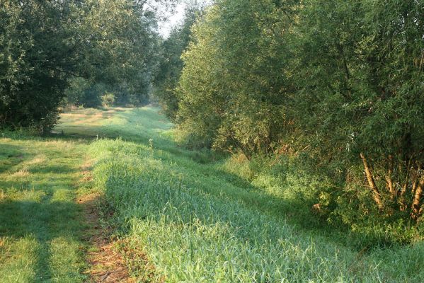 Vysoká nad Labem-Petrofova jezera, 26.8.2007
Ráno na břehu Labe. Vrbové houštiny jsou ideální biotop mnoha druhů čeledi Throscidae.
Mots-clés: Vysoká nad Labem břeh Labe Petrofova jezera Throscidae