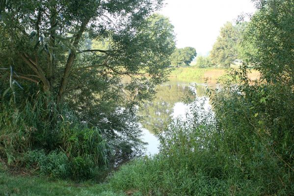 Vysoká nad Labem-Petrofova jezera, 26.8.2007
Ráno na břehu Labe. Vrbové houštiny jsou ideální biotop mnoha druhů čeledi Throscidae. Studijní plocha.
Keywords: Vysoká nad Labem břeh Labe Petrofova jezera Throscidae