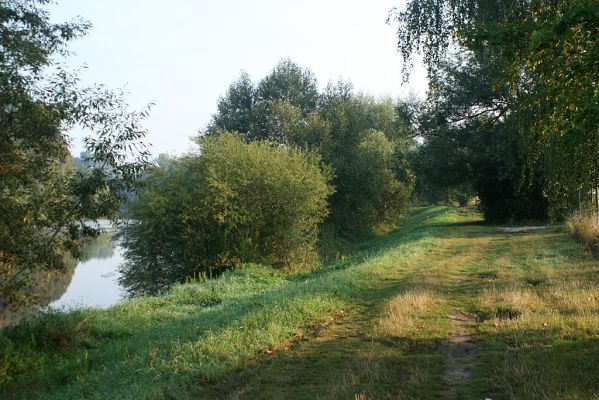 Vysoká nad Labem-Petrofova jezera, 26.8.2007
Ráno na břehu Labe. Vrbové houštiny jsou ideální biotop mnoha druhů čeledi Throscidae.
Mots-clés: Vysoká nad Labem břeh Labe Petrofova jezera Throscidae