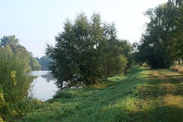 Vysoká nad Labem-Petrofova jezera, 26.8.2007
Ráno na břehu Labe. Vrbové houštiny jsou ideální biotop mnoha druhů čeledi Throscidae.
Klíčová slova: Vysoká nad Labem břeh Labe Petrofova jezera Throscidae