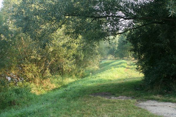 Vysoká nad Labem-Petrofova jezera, 26.8.2007
Ráno na břehu Labe. Vrbové houštiny jsou ideální biotop mnoha druhů čeledi Throscidae. Studijní plocha.
Klíčová slova: Vysoká nad Labem břeh Labe Petrofova jezera Throscidae