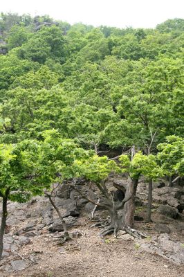 Vysoká Pec, Jezerka, 26.5.2008
Rezervace Jezerka - suťoviště na jihovýchodním svahu. Kvetoucí duby hostí různé druhy kovaříků.
Klíčová slova: Vysoká Pec Jezerka Anostirus castaneus Cardiophorus atramentarius nigerrimus ruficollis erichsoni gramineus Pheletes aeneoniger