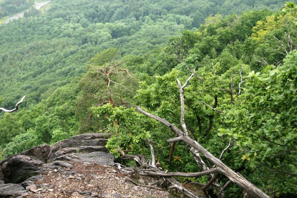 Vysoká Pec, Jezerka, 26.5.2008
Rezervace Jezerka. Skály a suťoviště na jihovýchodním svahu. 
Klíčová slova: Vysoká Pec Jezerka Cardiophorus nigerrimus