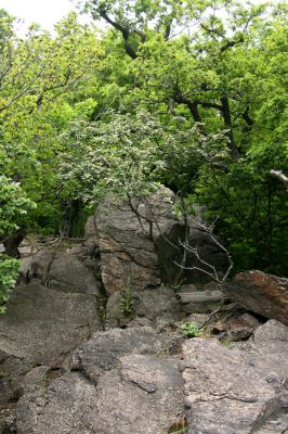 Vysoká Pec, Jezerka, 26.5.2008
Rezervace Jezerka. Květy kaliny tušalaj (Viburnum lantana) lákají nejen kovaříky Anostirus bohemicus, ale také mnoho dalších druhů kovaříků...
Klíčová slova: Vysoká Pec Jezerka kalina tušalaj Viburnum lantanana Anostirus bohemicus castaneus Cardiophorus nigerrimus gramineus Ischnodes sanguinicollis Megapenthes lugens Ampedus brunnicornis