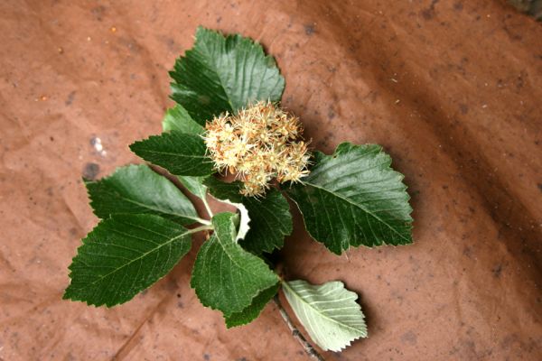 Vysoká Pec, Jezerka, 26.5.2008
Rezervace Jezerka. Květy kaliny tušalaj (Viburnum lantana) lákají nejen kovaříky Anostirus bohemicus, ale také mnoho dalších druhů kovaříků...
Mots-clés: Vysoká Pec Jezerka kalina tušalaj Viburnum lantana