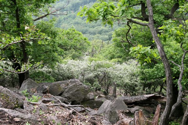 Horní Jiřetín, Jezeří, Jezerka, 8.5.2009
Rezervace Jezerka. Kvetoucí hlohy na suťovišti na jižním svahu hostí různé druhy kovaříků.
Klíčová slova: Vysoká Pec Jezerka Cardiophorus atramentarius nigerrimus ruficollis gramineus Ampedus brunnicornis praeustus Limoniscus violaceus Megapenthes lugens Ischnodes sanguinicollis