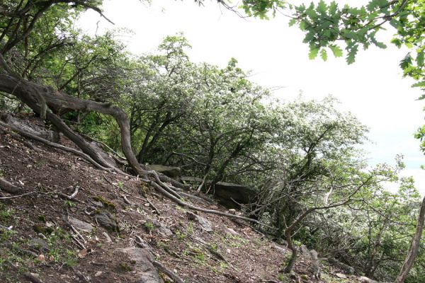 Horní Jiřetín, Jezeří, Jezerka, 8.5.2009
Rezervace Jezerka. Kvetoucí hlohy na suťovišti na jižním svahu hostí různé druhy kovaříků.
Klíčová slova: Vysoká Pec Jezerka Cardiophorus atramentarius nigerrimus ruficollis gramineus Ampedus brunnicornis praeustus Limoniscus violaceus Megapenthes lugens Ischnodes sanguinicollis