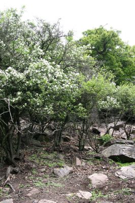 Horní Jiřetín, Jezeří, Jezerka, 8.5.2009
Rezervace Jezerka. Kvetoucí hlohy na suťovišti na jižním svahu hostí různé druhy kovaříků.
Klíčová slova: Vysoká Pec Jezerka Cardiophorus atramentarius nigerrimus ruficollis gramineus Ampedus brunnicornis praeustus Limoniscus violaceus Megapenthes lugens Ischnodes sanguinicollis