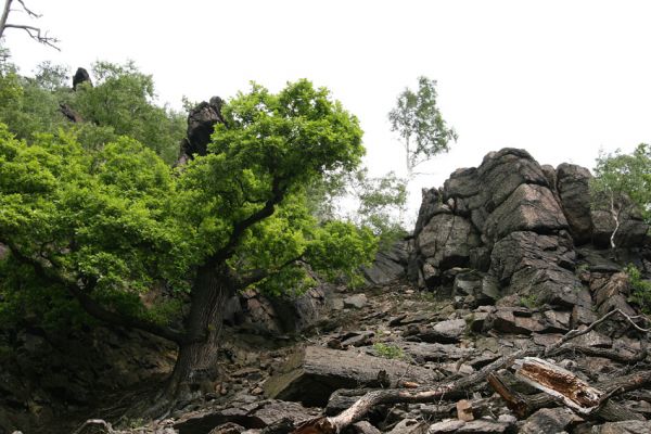 Horní Jiřetín, Jezeří, Jezerka, 9.5.2009
Rezervace Jezerka. Suťoviště na jižním svahu nad přehradou.
Klíčová slova: Vysoká Pec Jezerka Cardiophorus nigerrimus