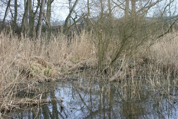 Vysoká nad Labem-Petrofova jezera, 20.2.2007
Lužní les v místech soutoku Labe a Biřičky
Mots-clés: Vysoká nad Labem Petrofova jezera Biřička lužní les