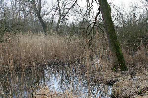 Vysoká nad Labem-Petrofova jezera, 20.2.2007
Lužní les v místech soutoku Labe a Biřičky
Mots-clés: Vysoká nad Labem Petrofova jezera Biřička lužní les